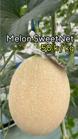 Melon SweetNet