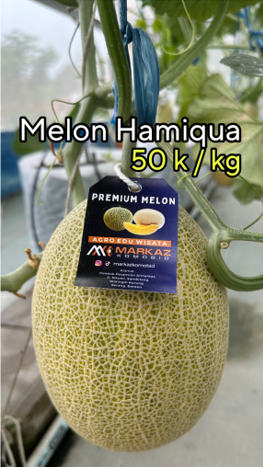 Melon Hamiqua