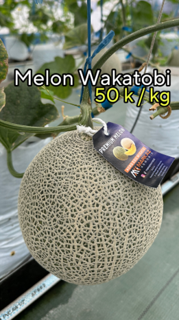 Melon Wakatobi