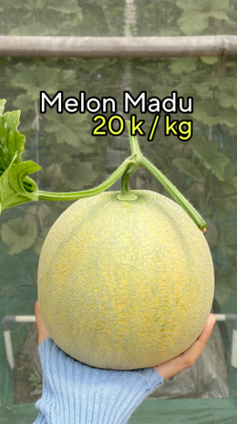 Melon Madu